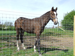 Pildid / - Premium_Horse_Fencing TORNADO